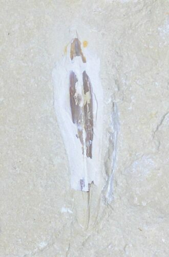 Soft Bodied Fossil Squid - Lebanon #28214